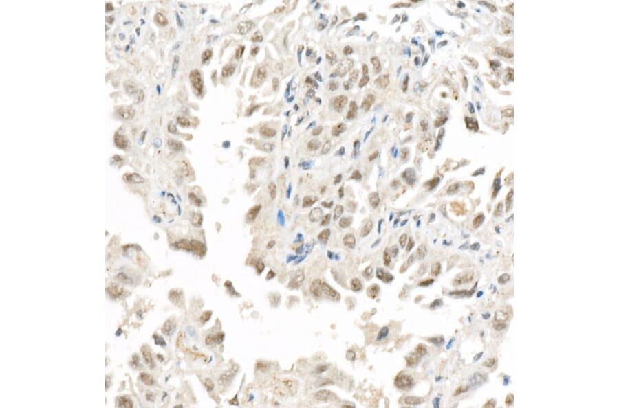Immunohistochemistry - Anti-FOXQ1 Antibody (A329376) - Antibodies.com
