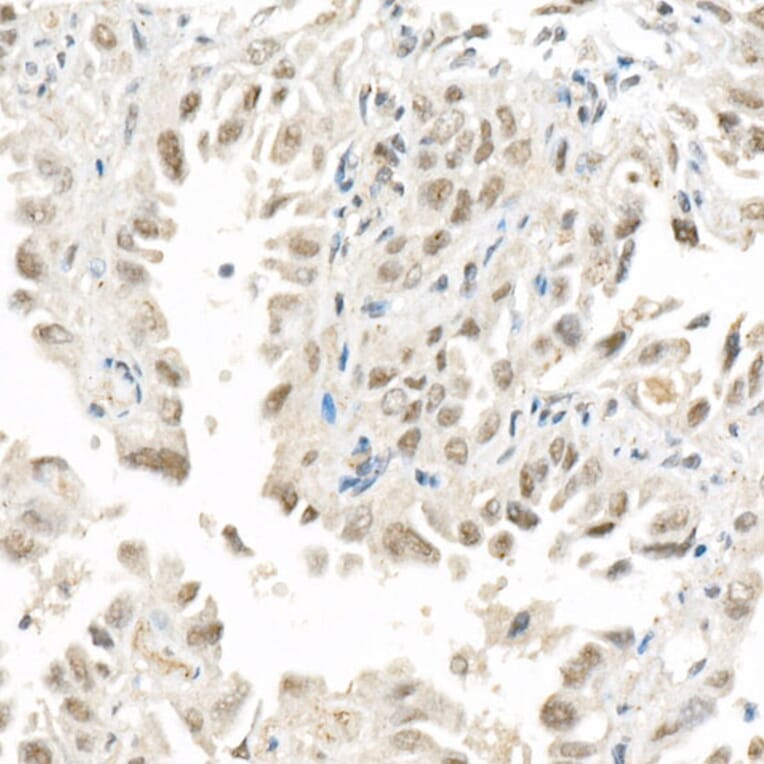 Immunohistochemistry - Anti-FOXQ1 Antibody (A329376) - Antibodies.com