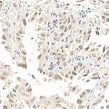 Immunohistochemistry - Anti-FOXQ1 Antibody (A329376) - Antibodies.com