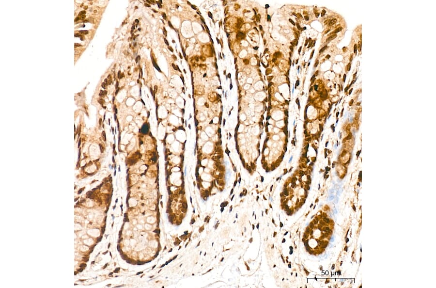 Immunohistochemistry - Anti-FRA2 Antibody (A329378) - Antibodies.com