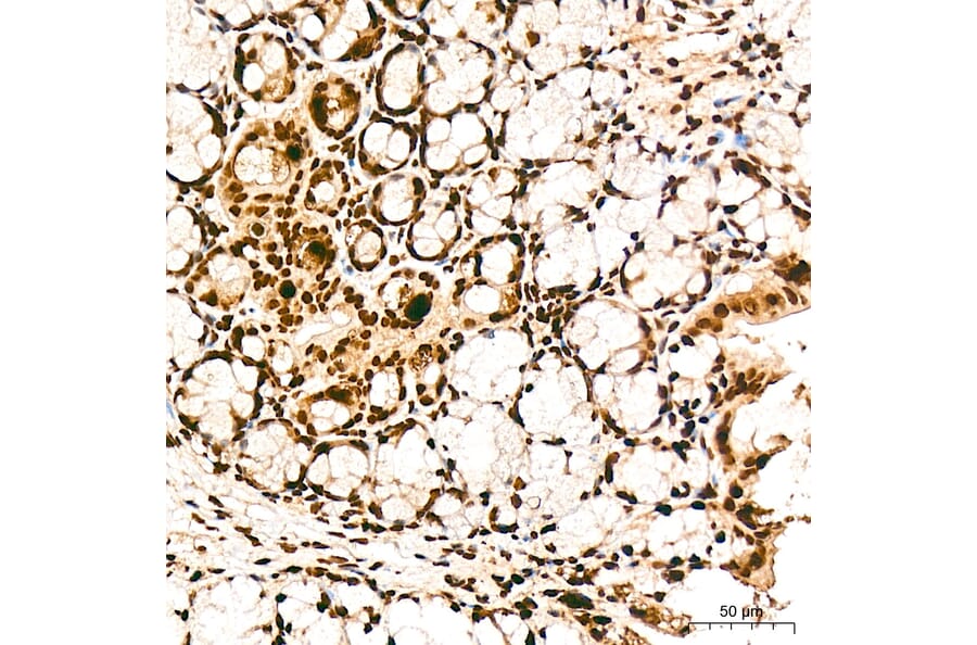 Immunohistochemistry - Anti-FRA2 Antibody (A329378) - Antibodies.com