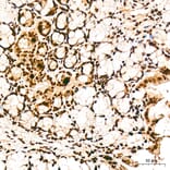 Immunohistochemistry - Anti-FRA2 Antibody (A329378) - Antibodies.com