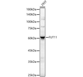 Western Blot - Anti-FUT11 Antibody (A329381) - Antibodies.com