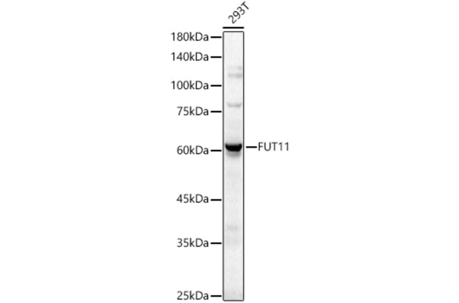 Western Blot - Anti-FUT11 Antibody (A329381) - Antibodies.com