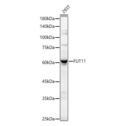 Western Blot - Anti-FUT11 Antibody (A329381) - Antibodies.com