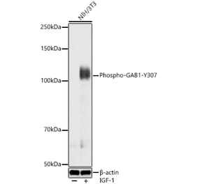 Western Blot - Anti-GAB1 (Phospho Y307) Antibody (A329383) - Antibodies.com