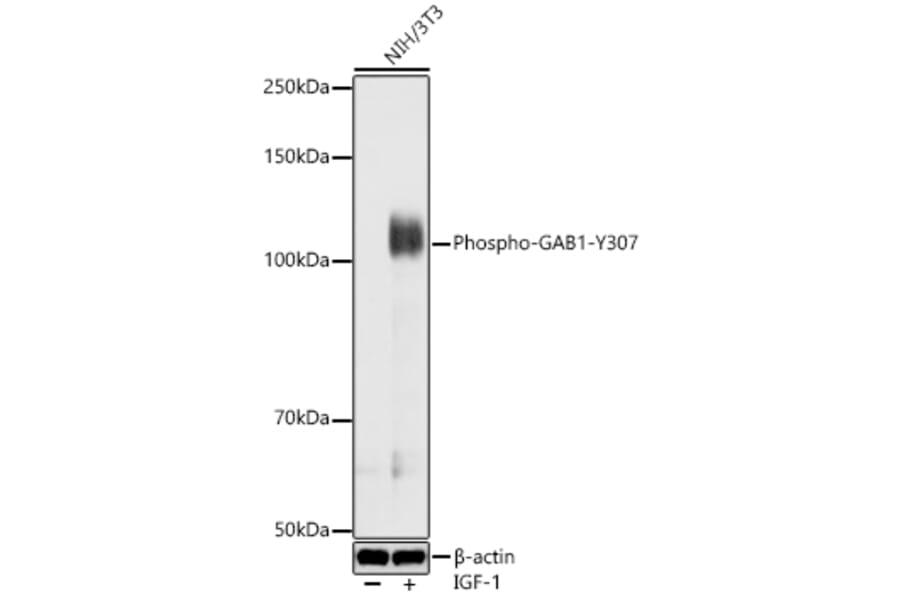 Western Blot - Anti-GAB1 (Phospho Y307) Antibody (A329383) - Antibodies.com