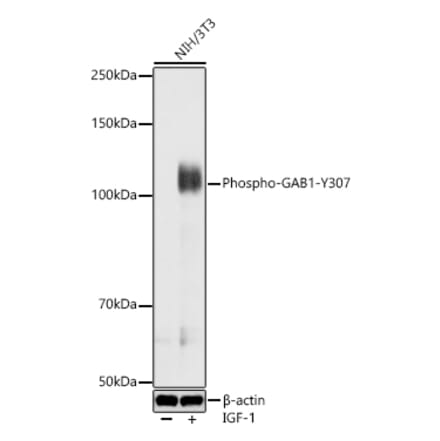 Western Blot - Anti-GAB1 (Phospho Y307) Antibody (A329383) - Antibodies.com