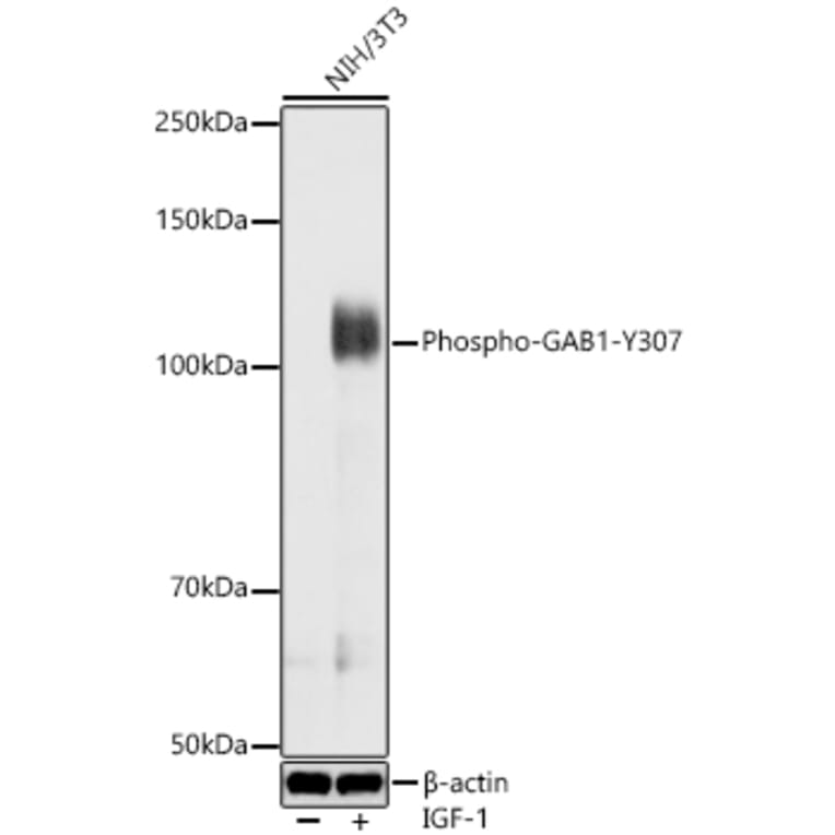 Western Blot - Anti-GAB1 (Phospho Y307) Antibody (A329383) - Antibodies.com