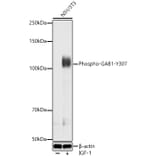 Western Blot - Anti-GAB1 (Phospho Y307) Antibody (A329383) - Antibodies.com