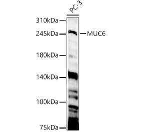 Western Blot - Anti-Gastric Mucin Antibody (A329388) - Antibodies.com