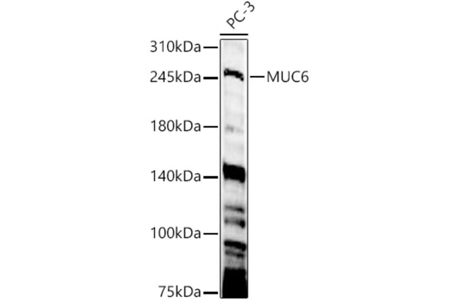 Western Blot - Anti-Gastric Mucin Antibody (A329388) - Antibodies.com