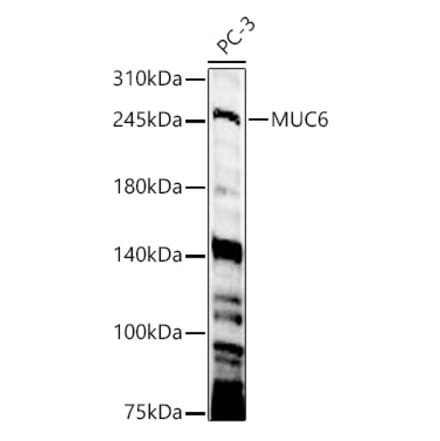 Western Blot - Anti-Gastric Mucin Antibody (A329388) - Antibodies.com