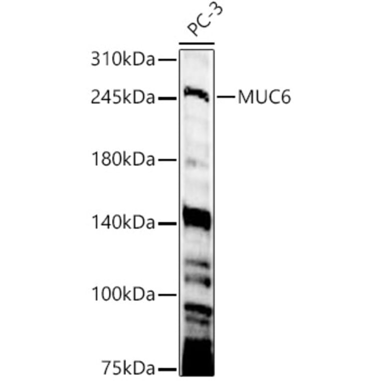Western Blot - Anti-Gastric Mucin Antibody (A329388) - Antibodies.com
