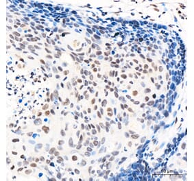 Immunohistochemistry - Anti-GATA2 Antibody (A329390) - Antibodies.com