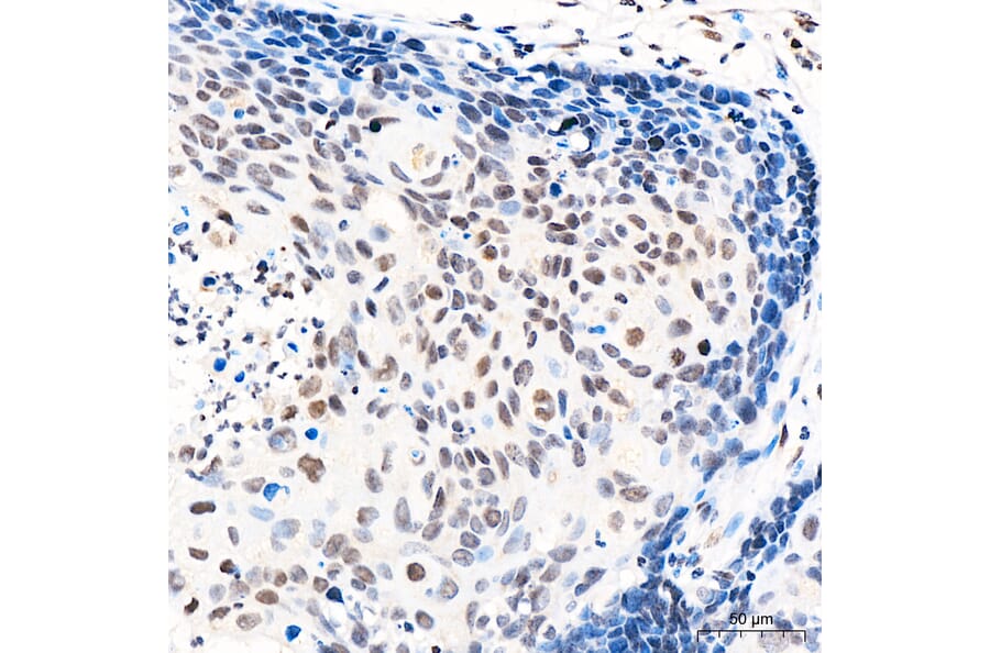 Immunohistochemistry - Anti-GATA2 Antibody (A329390) - Antibodies.com