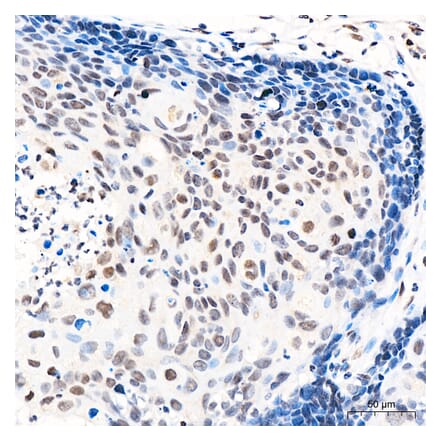 Immunohistochemistry - Anti-GATA2 Antibody (A329390) - Antibodies.com