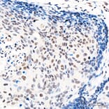 Immunohistochemistry - Anti-GATA2 Antibody (A329390) - Antibodies.com