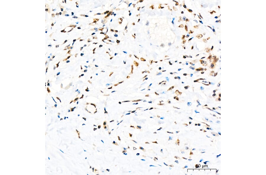 Immunohistochemistry - Anti-GATA2 Antibody (A329390) - Antibodies.com