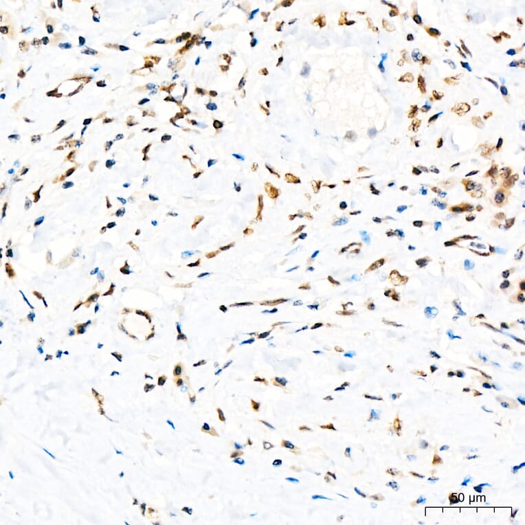 Immunohistochemistry - Anti-GATA2 Antibody (A329390) - Antibodies.com
