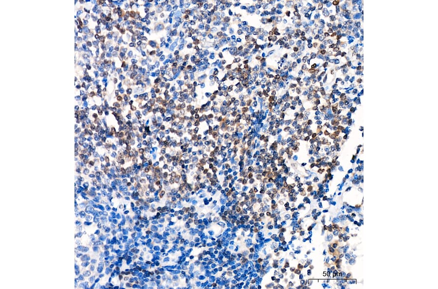 Immunohistochemistry - Anti-GATA2 Antibody (A329390) - Antibodies.com