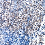 Immunohistochemistry - Anti-GATA2 Antibody (A329390) - Antibodies.com