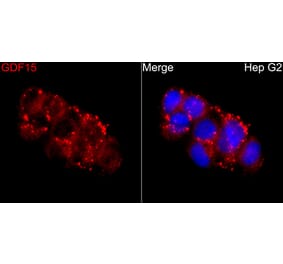 Immunofluorescence - Anti-GDF15 Antibody (A329395) - Antibodies.com