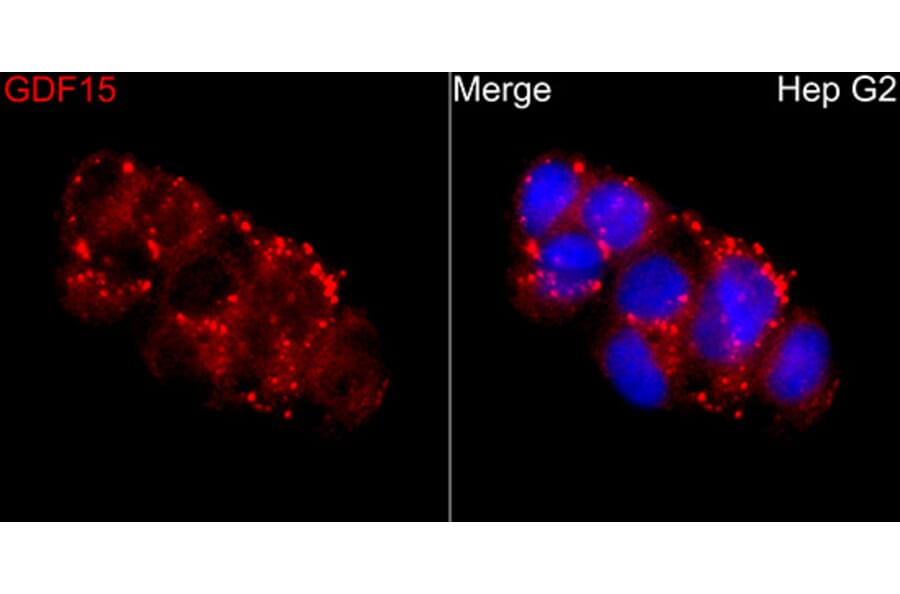 Immunofluorescence - Anti-GDF15 Antibody (A329395) - Antibodies.com