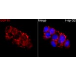 Immunofluorescence - Anti-GDF15 Antibody (A329395) - Antibodies.com