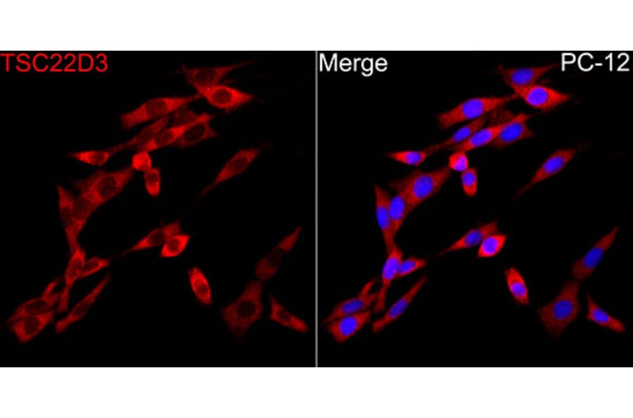 Immunofluorescence - Anti-GILZ Antibody (A329402) - Antibodies.com
