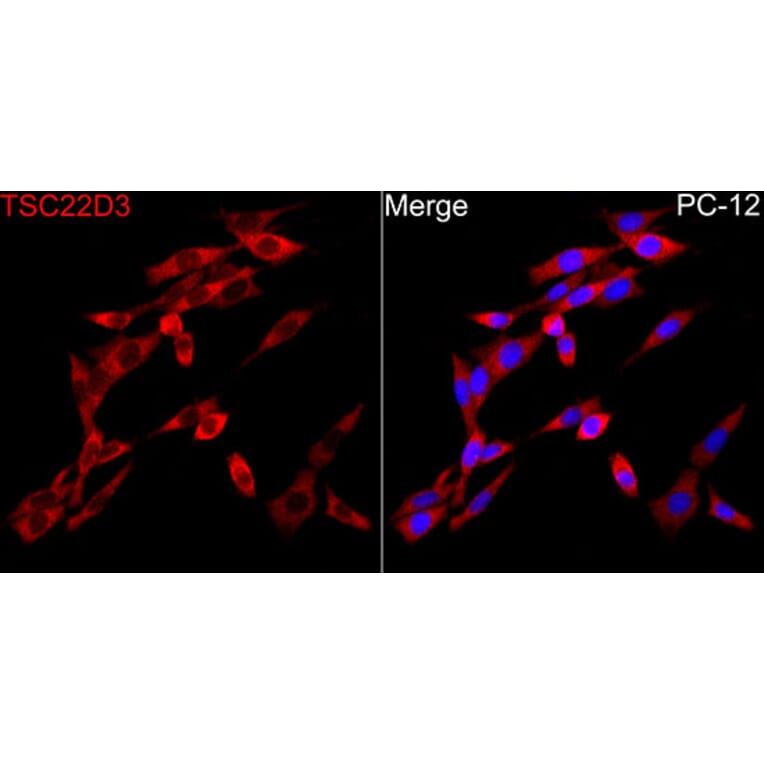 Immunofluorescence - Anti-GILZ Antibody (A329402) - Antibodies.com