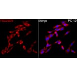 Immunofluorescence - Anti-GILZ Antibody (A329402) - Antibodies.com