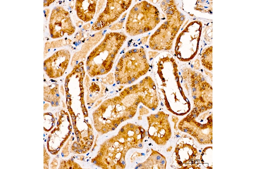 Immunohistochemistry - Anti-GLDC Antibody (A329404) - Antibodies.com