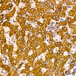 Immunohistochemistry - Anti-GLDC Antibody (A329404) - Antibodies.com