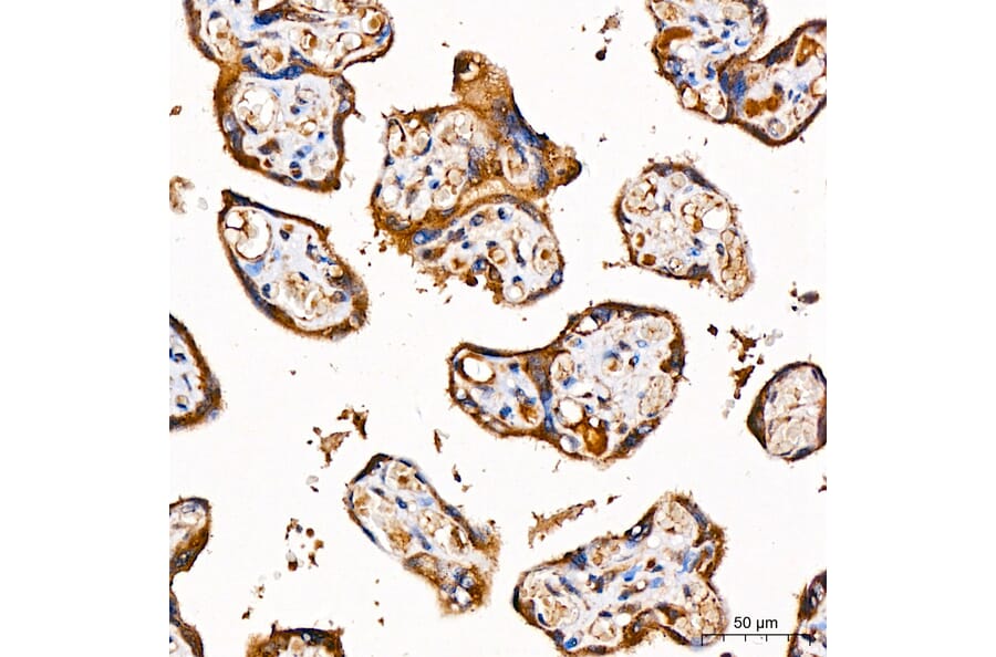 Immunohistochemistry - Anti-GLDC Antibody (A329404) - Antibodies.com