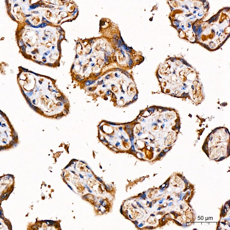 Immunohistochemistry - Anti-GLDC Antibody (A329404) - Antibodies.com