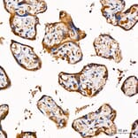 Immunohistochemistry - Anti-GLDC Antibody (A329404) - Antibodies.com