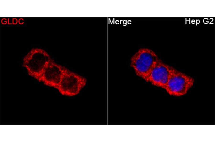 Immunofluorescence - Anti-GLDC Antibody (A329404) - Antibodies.com
