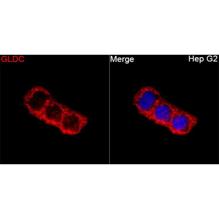 Immunofluorescence - Anti-GLDC Antibody (A329404) - Antibodies.com