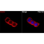 Immunofluorescence - Anti-GLDC Antibody (A329404) - Antibodies.com