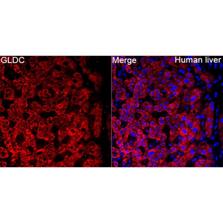Immunofluorescence - Anti-GLDC Antibody (A329404) - Antibodies.com