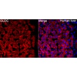 Immunofluorescence - Anti-GLDC Antibody (A329404) - Antibodies.com