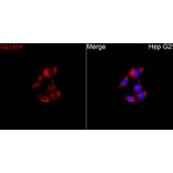 Immunofluorescence - Anti-GLUT4 Antibody (A329405) - Antibodies.com