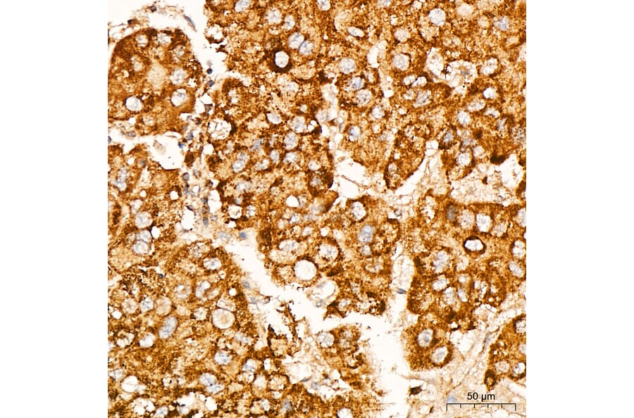 Immunohistochemistry - Anti-Glutathione Peroxidase 1 Antibody [ARC53251] (A329406) - Antibodies.com