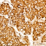 Immunohistochemistry - Anti-Glutathione Peroxidase 1 Antibody [ARC53251] (A329406) - Antibodies.com