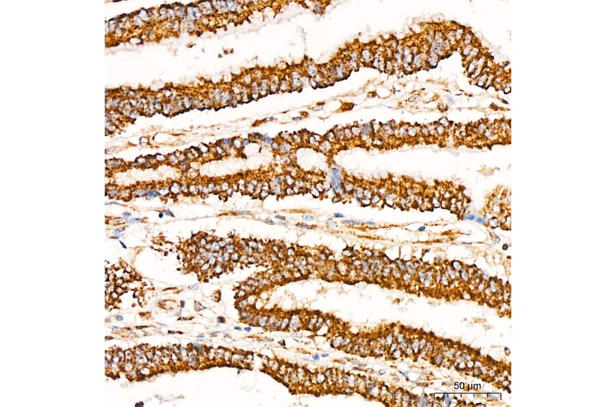 Immunohistochemistry - Anti-Glutathione Peroxidase 1 Antibody [ARC53251] (A329406) - Antibodies.com