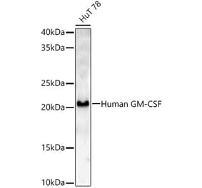 Western Blot - Anti-GM-CSF Antibody (A329409) - Antibodies.com