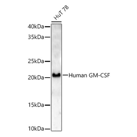 Western Blot - Anti-GM-CSF Antibody (A329409) - Antibodies.com