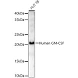 Western Blot - Anti-GM-CSF Antibody (A329409) - Antibodies.com
