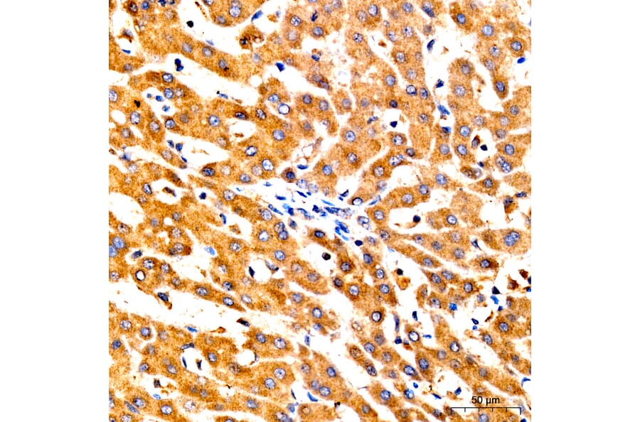 Immunohistochemistry - Anti-GNA13 Antibody (A329411) - Antibodies.com